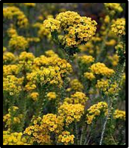 Verticordia cooloomia