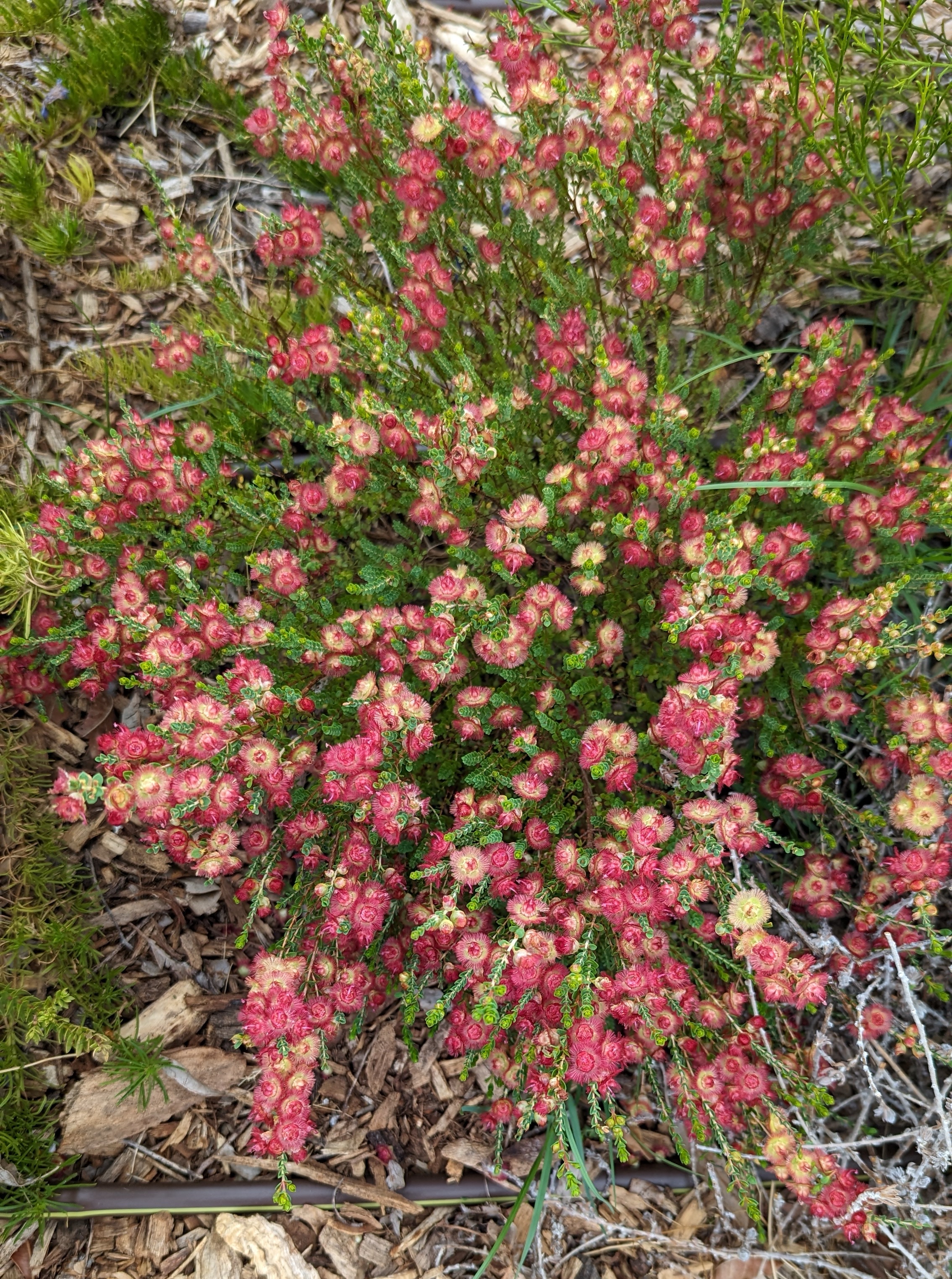 Verticordia dichroma var. syntoma