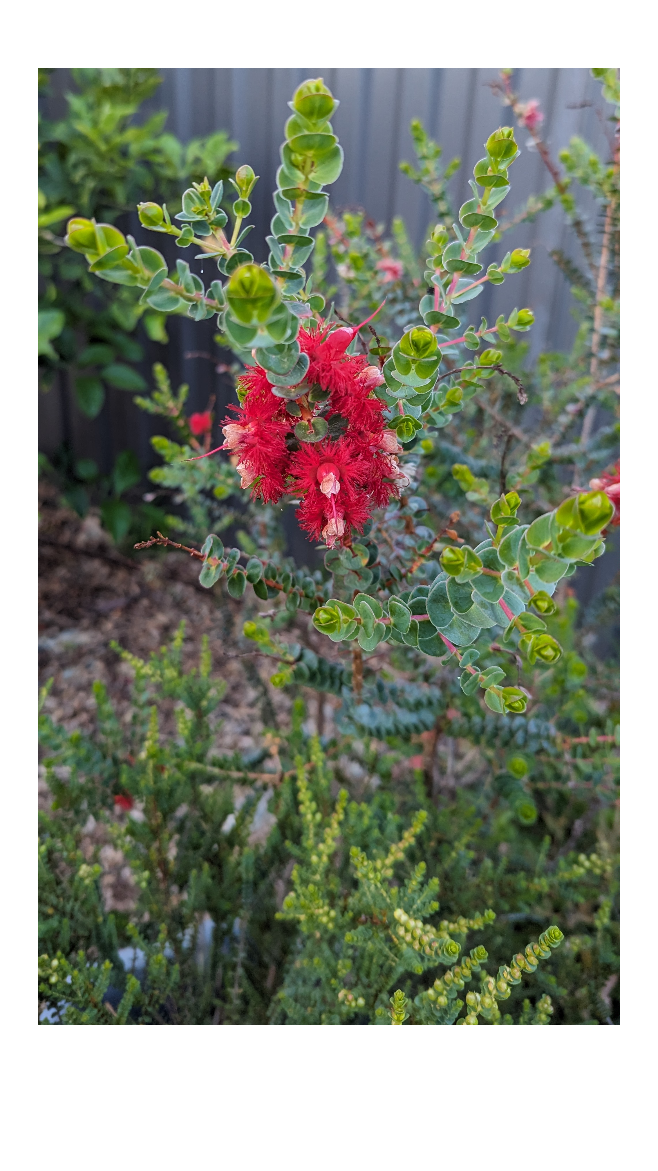Verticordia grandis