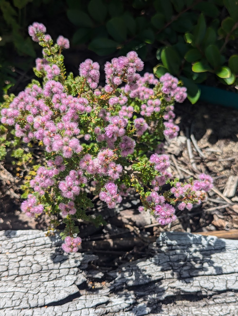Verticordia halophila