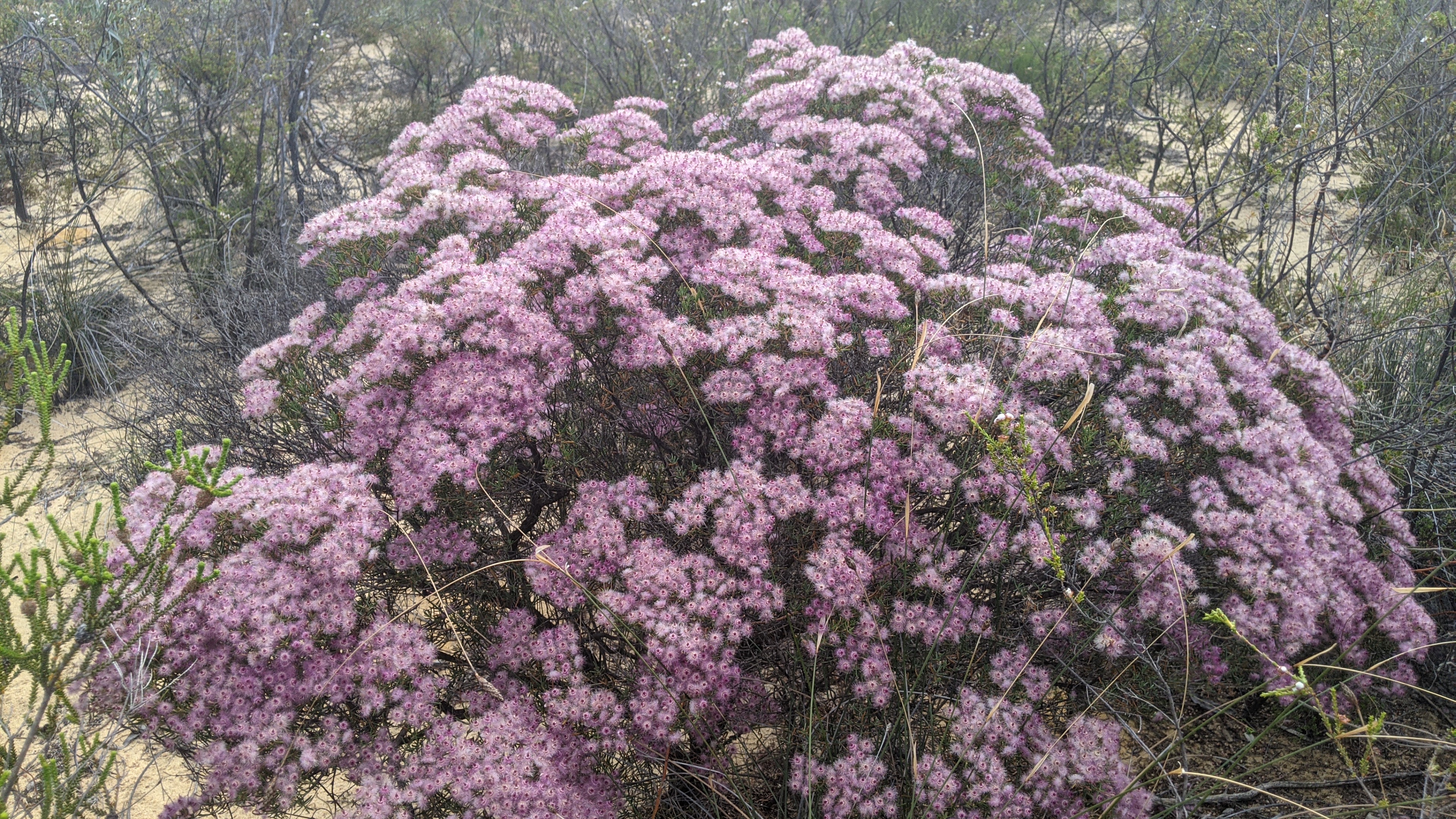 Verticordia monadelpha var. callitricha