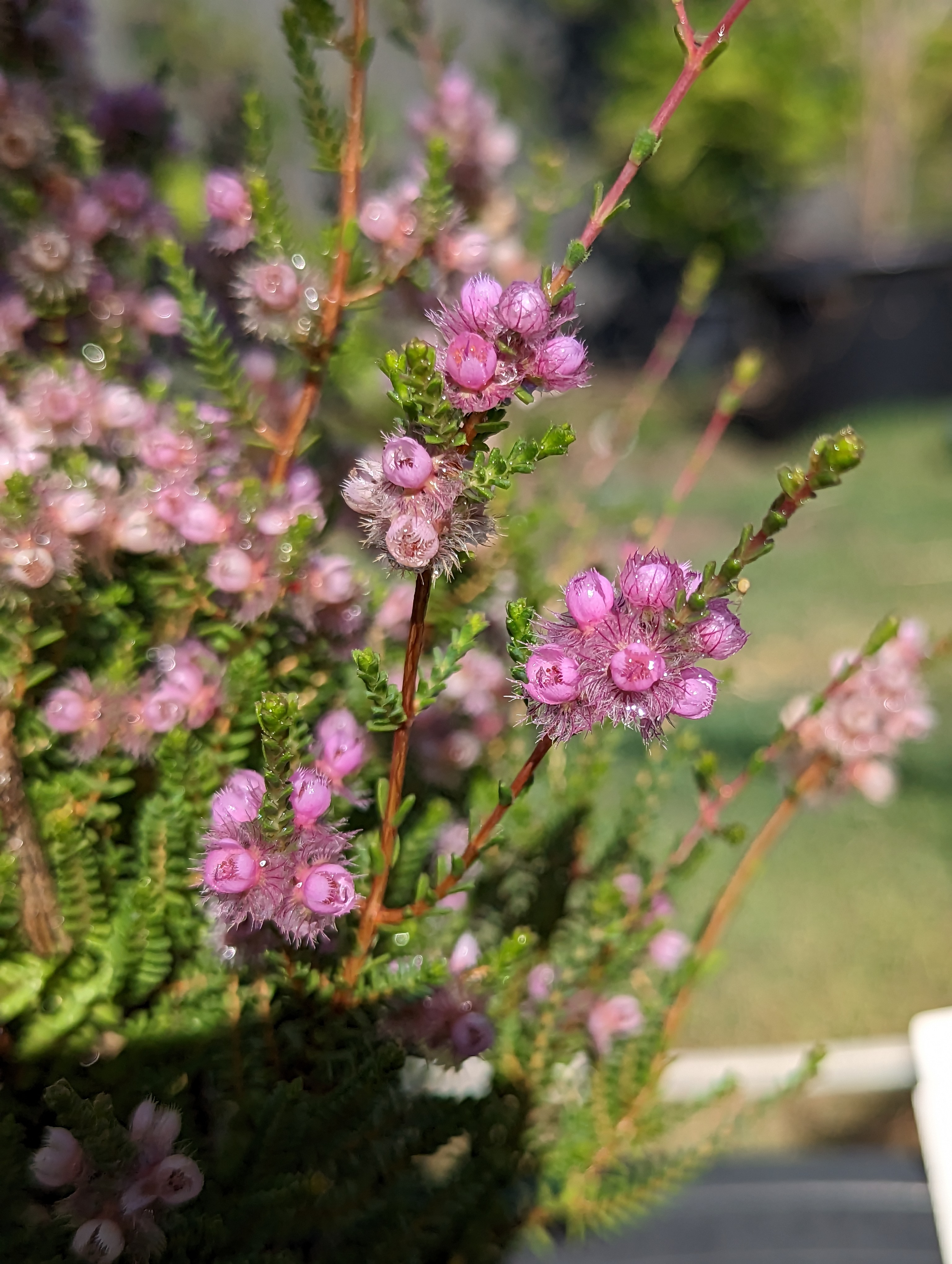 Verticordia picta