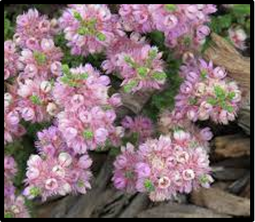 Verticordia picta