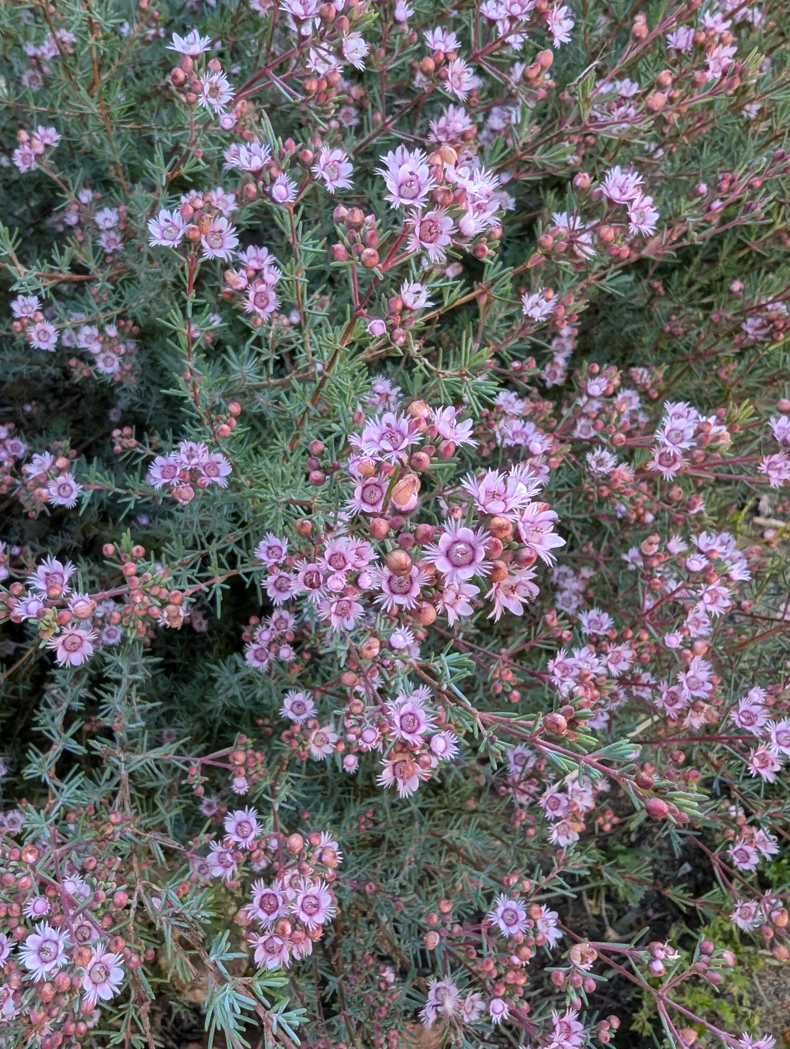 Verticordia plumosa var. brachyphylla