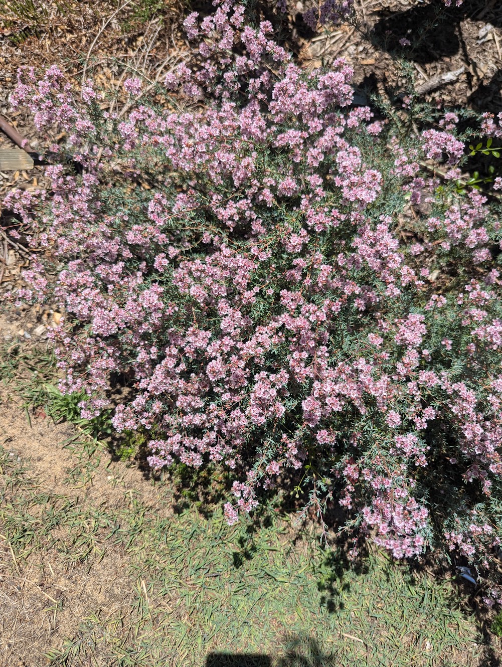 Verticordia plumosa var. brachyphylla