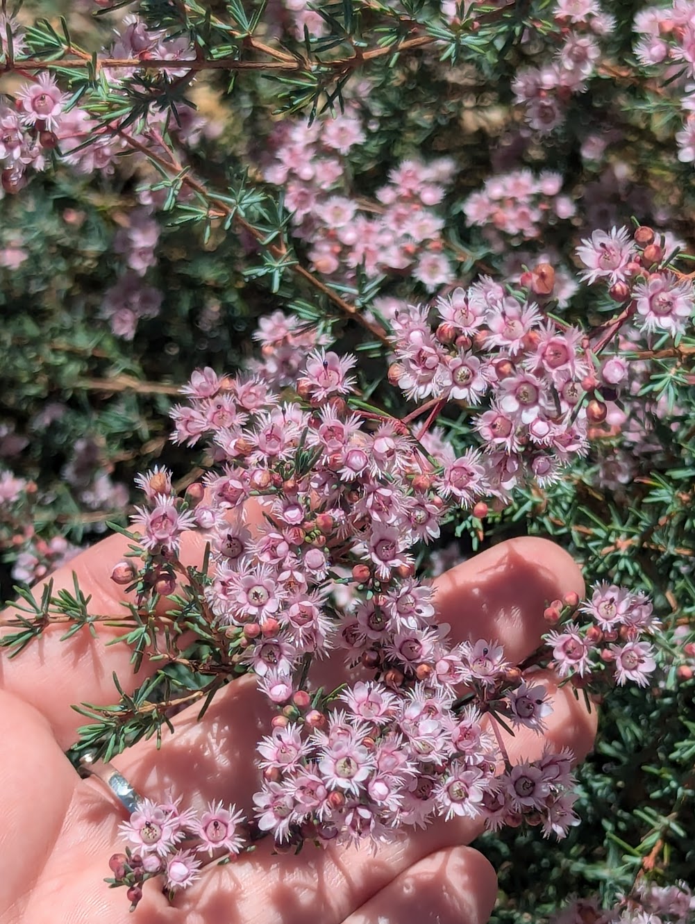 Verticordia plumosa var. brachyphylla