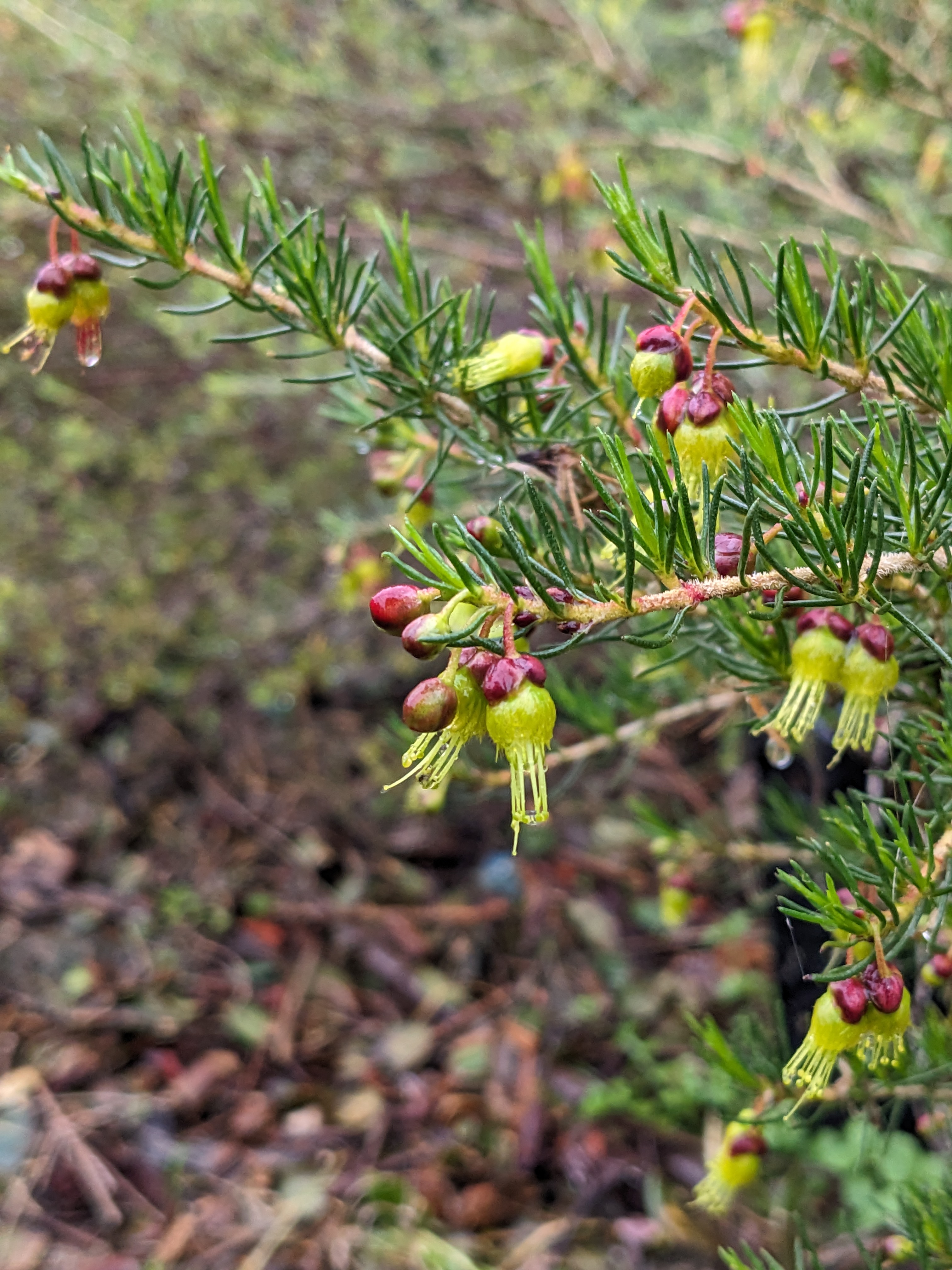 Verticordia staminosa subsp. cylindracea