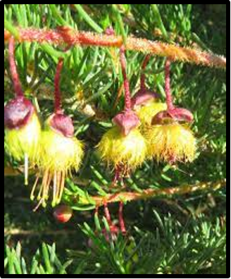 Verticordia staminosa subsp. cylindracea