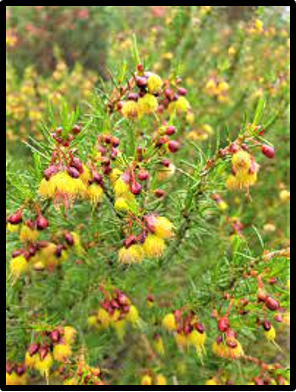 Verticordia staminosa subsp. cylindracea